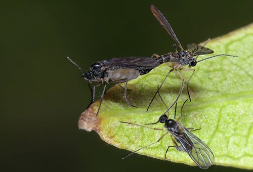 Сциариди - гъби комари