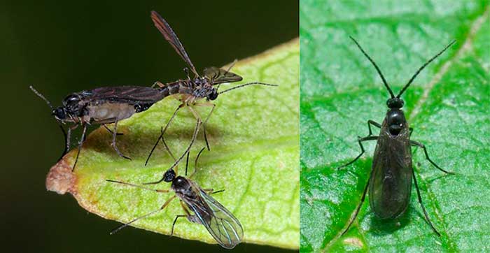 Scyrarids, гъби комари - черни мушици по стайни растения