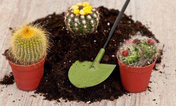 Půdu pro kaktusy si můžete vyrobit sami