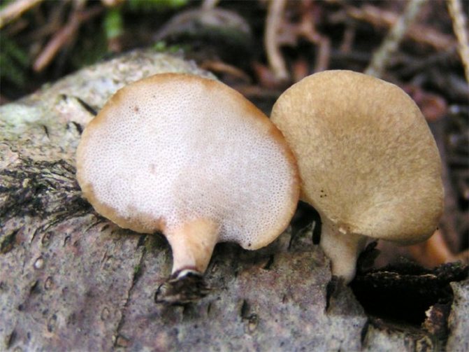 Fotografie houby jedlé troud