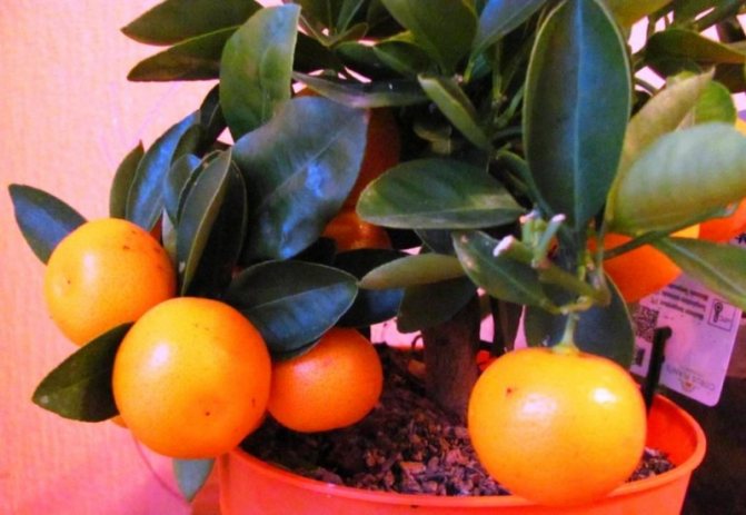 Are homemade tangerines edible? Care and cultivation of indoor tangerines