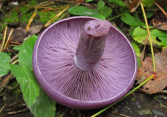 Ätbara svampar - lila ryadovka