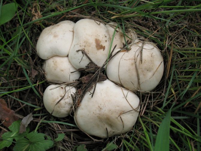 Edible mushrooms - ryadovka may