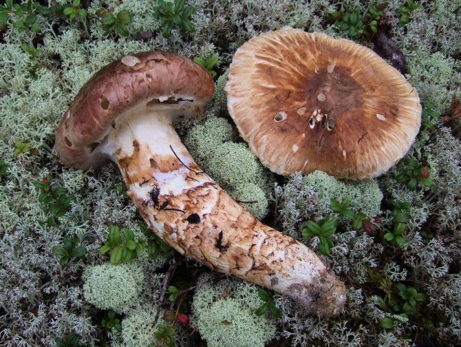 Ätbara ryadovka-svampar: foto av Matsutake-svamp