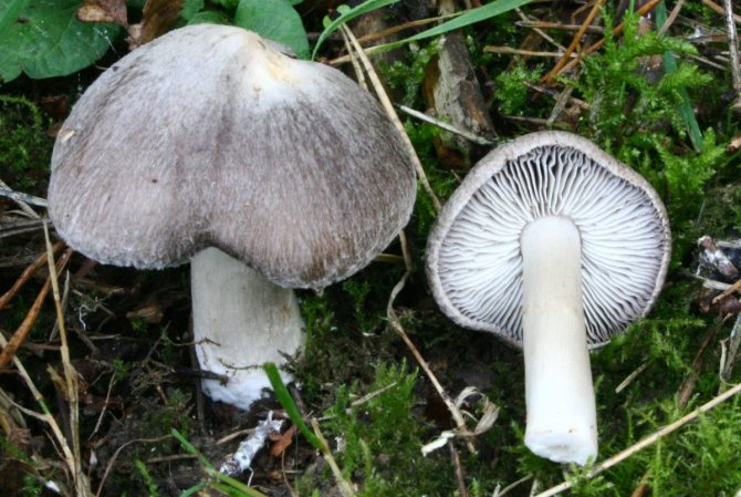 Jedlé houby ryadovka: fotografie zemité ryadovky