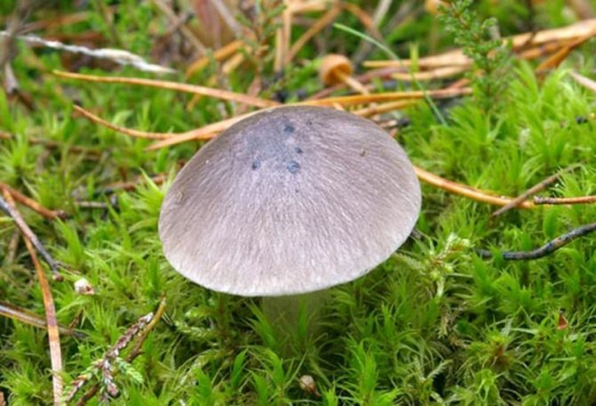 Edible row mushrooms: photo of a gray row