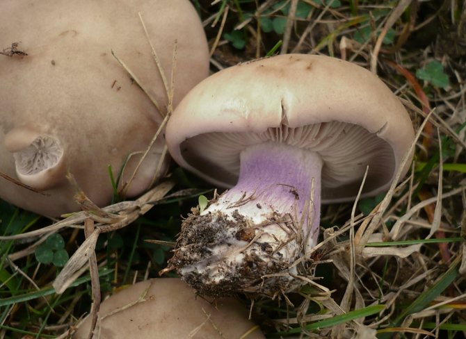Ätbara svampar - lila fotrader - kan förväxlas med oätliga