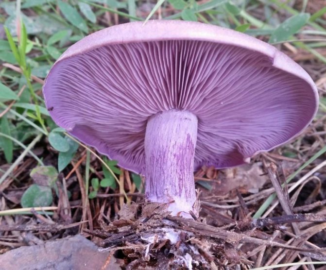 Ätbara svampar ryadovka: typ lila ryadovka