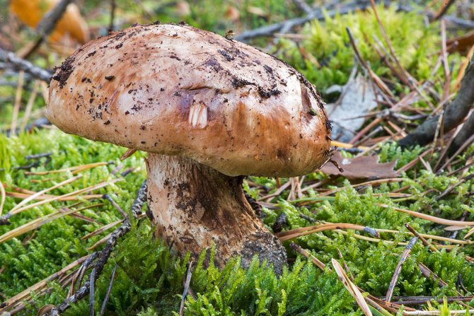 Ätbara ryadovka-svampar: utsikt - jätte ryadovka