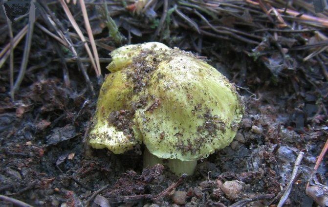 Ätbara svampar ryadovka: typ ryadovka-grönt te