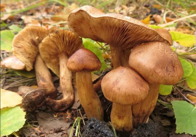 Edible mushrooms rowing: type - yellow-brown rowing