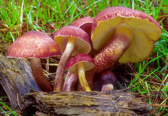 Ätbara svampar ryadovka: typ gul-röd ryadovka