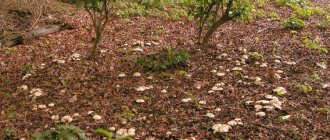 Ätbara svampar ryadovki: typer, beskrivning, namn, foton