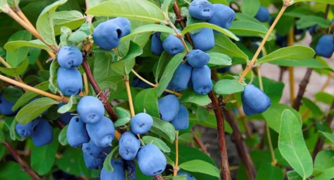 годни за консумация сини плодове