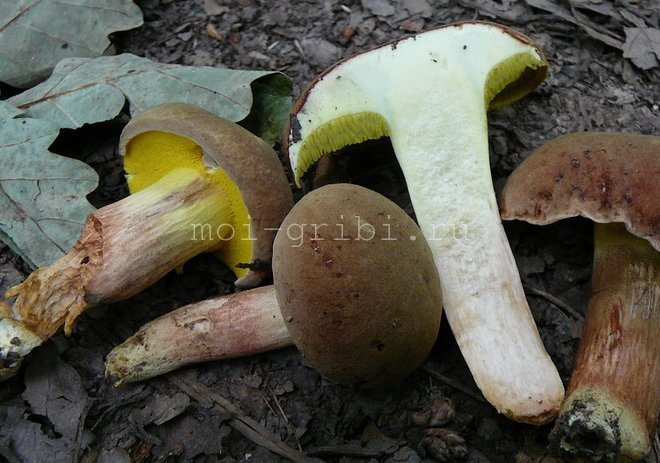 edible mushroom category 3