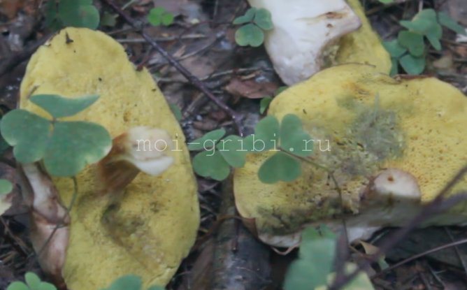 Ätbar svamp från släktet Moss