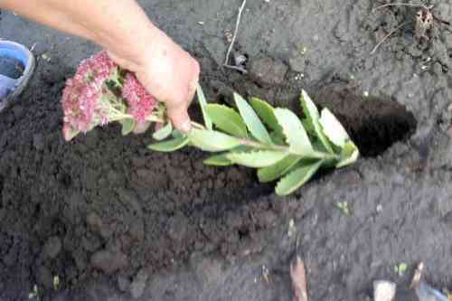 Sedum: arter och sorter på bilden, plantering och vård i det öppna fältet