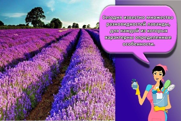 Hari ini, banyak jenis lavender diketahui, masing-masing mempunyai ciri-ciri tertentu.