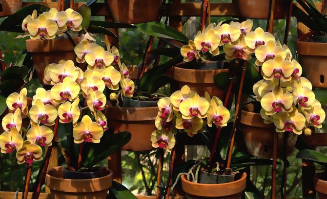 Hemligheter av en vacker orkidé, växer och tar hand om en orkidé hemma