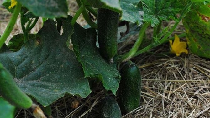 the secrets of the cucumber business mulching the beds