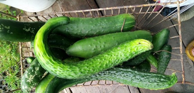 mga lihim ng pipino negosyo cucumber-hook