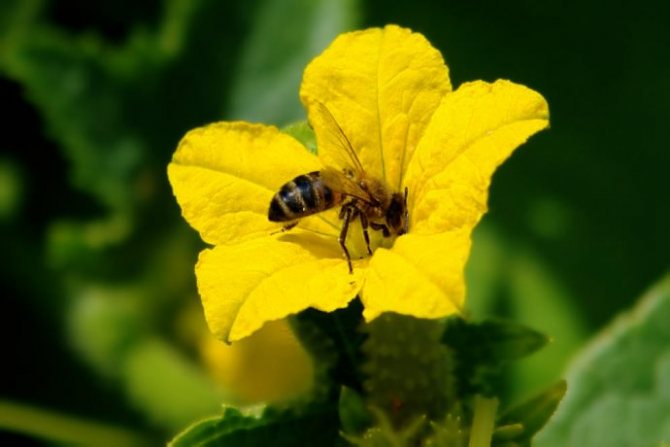 tajemství opylování okurky včelami