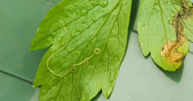 Тайните на отглеждането на горски анемони - рядко и застрашено многогодишно растение