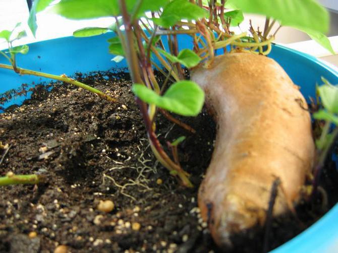 hemligheterna med att odla sötpotatis