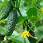 Secrets of growing cucumbers Balcony Miracle introduction