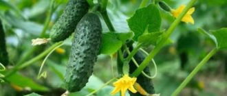 Secrets of growing cucumbers Balcony Miracle introduction