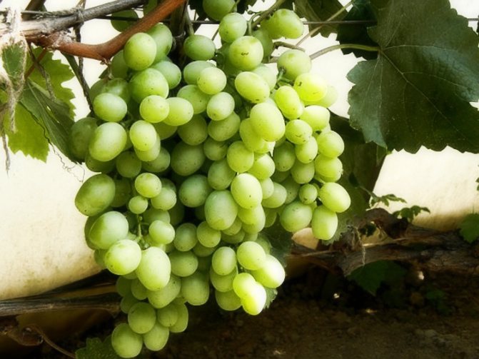 Secrets of growing grapes at their summer cottage
