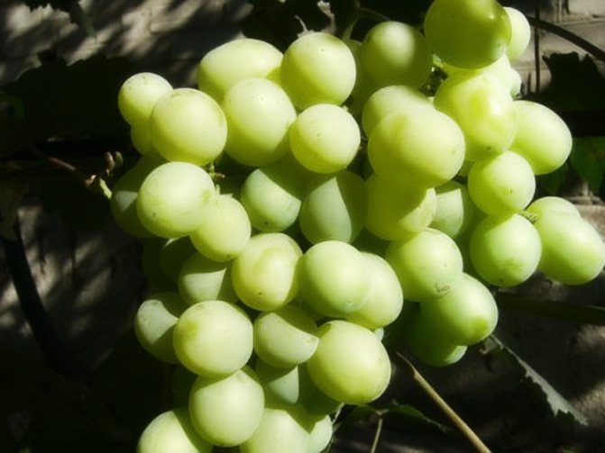 Secrets of growing grapes at their summer cottage