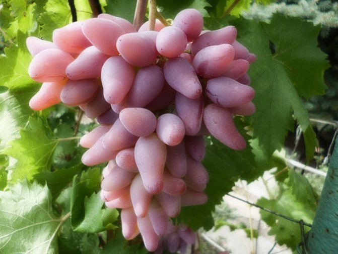 Rahsia menanam anggur di pondok musim panas mereka