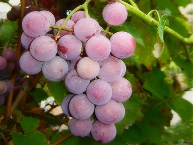 Тайни на отглеждането на грозде в лятната им вила