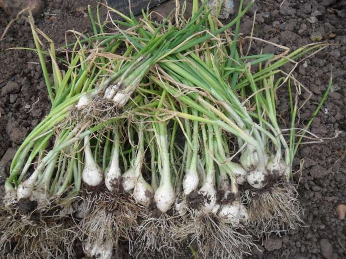 Secrets of growing "winter" onions - tips and tricks for home and garden from