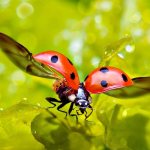 village ladybug omen