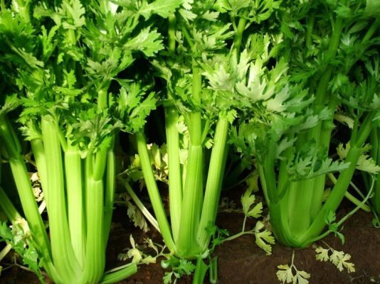 stalked celery