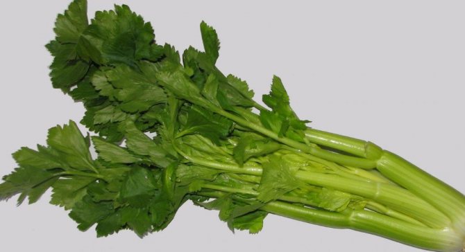 Leaf celery