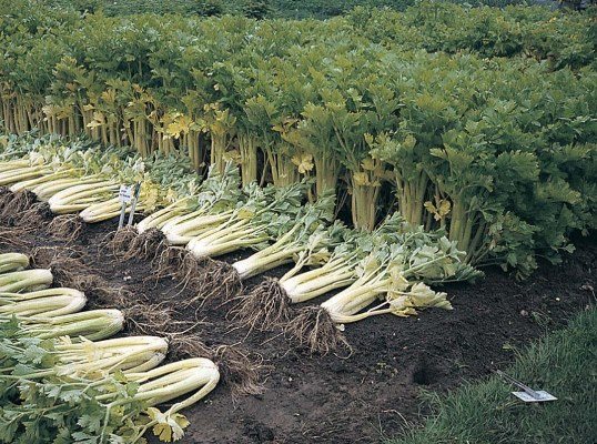 pěstování stonku celeru