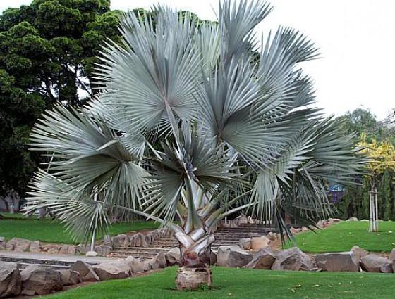 familia palmierilor
