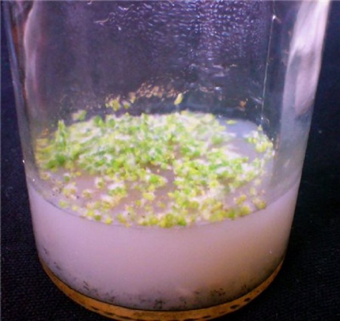 The seeds, and then the seedlings, will spend many months in a hermetically sealed jar.Therefore, sowing must be carried out as quickly as possible so that the microflora contained in the air does not settle on the nutrient medium, and subsequently mold does not develop.