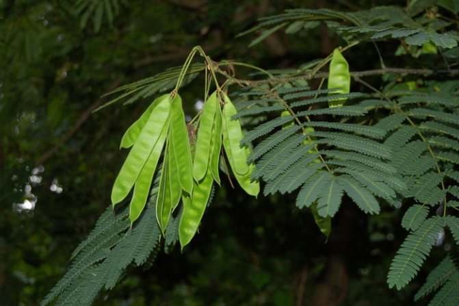 Albicia frön