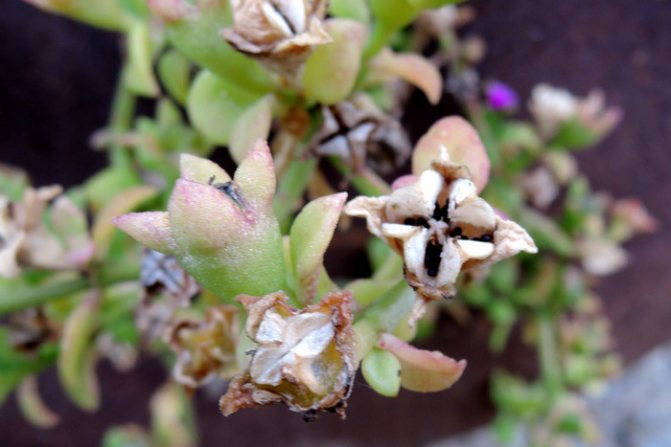 Aptenia cordifolia frön