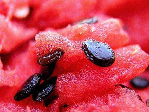 Wassermelonenkerne schaden und nutzen und schaden