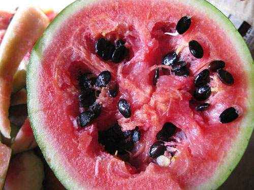 vattenmelon frön skada och nytta och skada