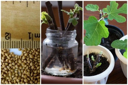 seeds, cuttings and seedlings