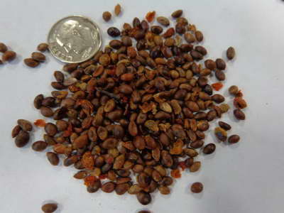 Semințe de viermi de lemn foto