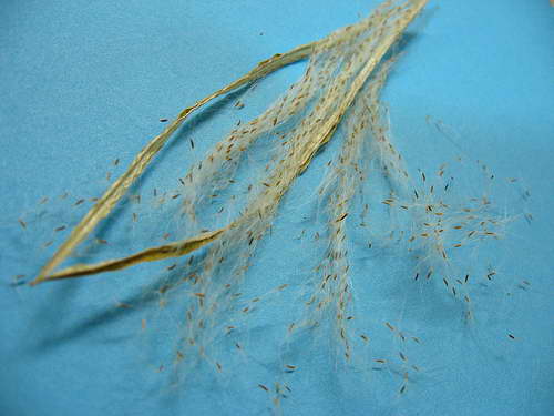 Семена от есхинантус