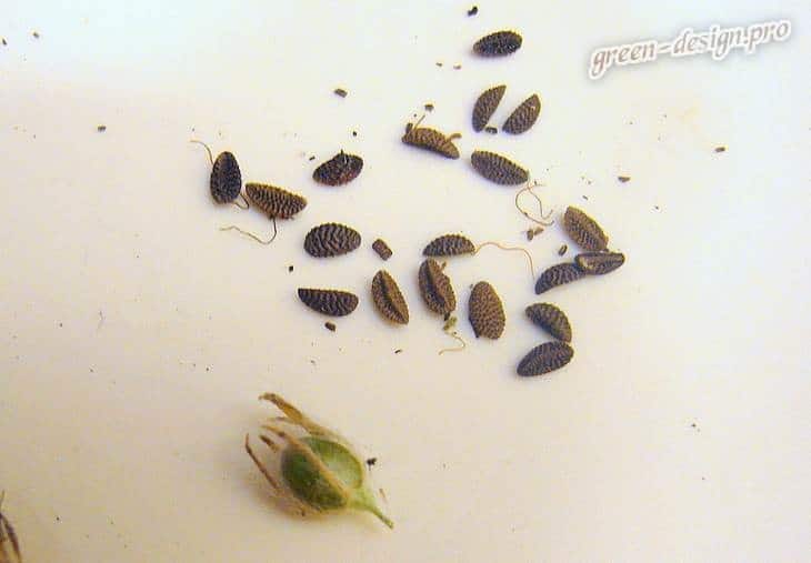 Phacelia seeds