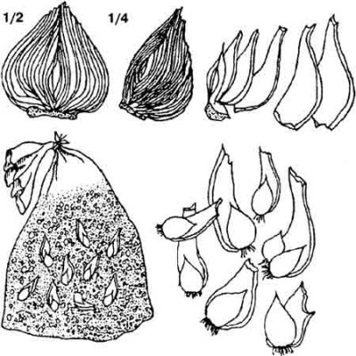 Semințe de zambile